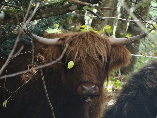 petites vaches allaitantes au parc toute l'année