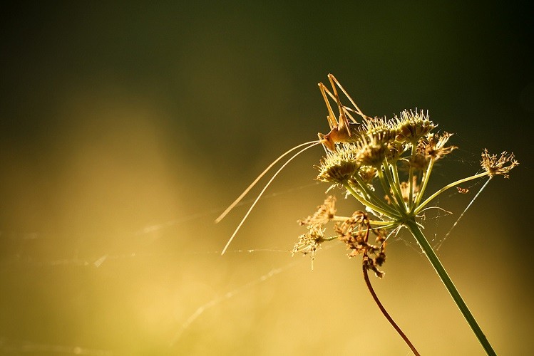 découvrez la nature et le calme environnant